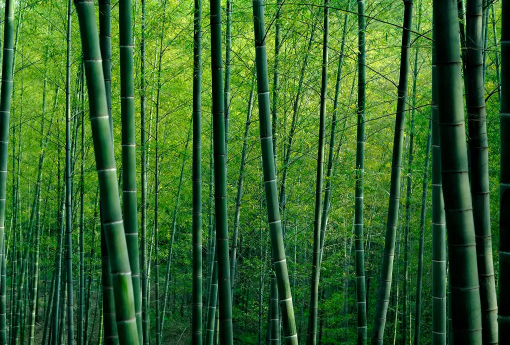 bamboo